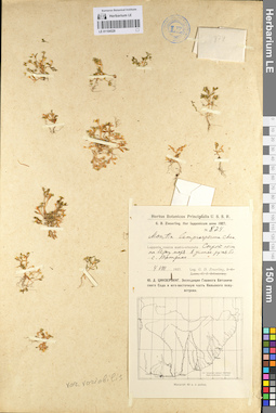 LE 01104529