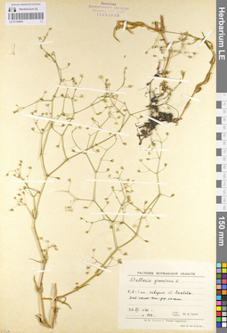 LE 01104695