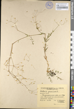 LE 01104715