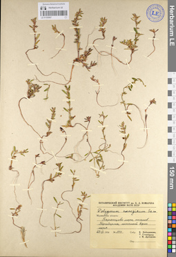 LE 01105067