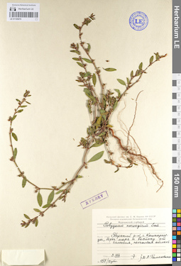 LE 01105070