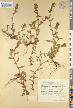 LE 01105074