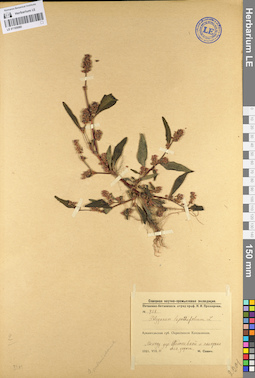 LE 01105080