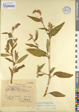 LE 01105081