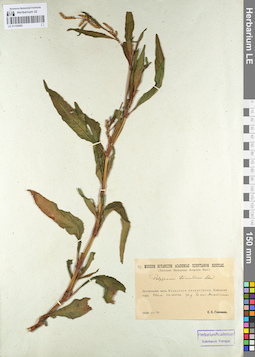 LE 01105083