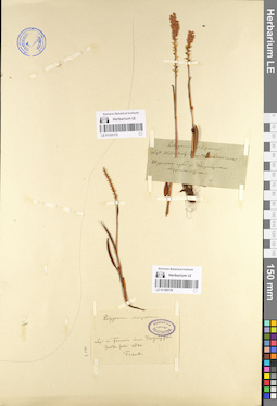 LE 01105175