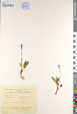 LE 01105179