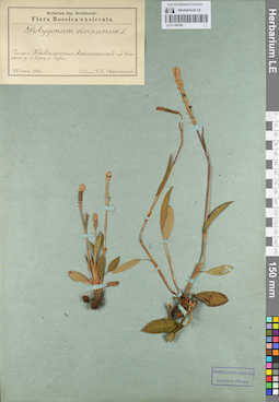LE 01105184