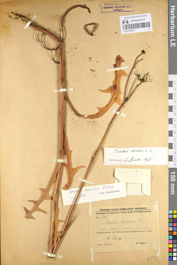LE 01105375