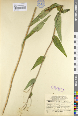 LE 01105380