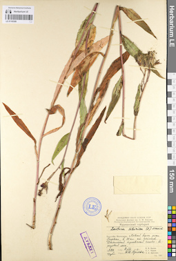 LE 01105389