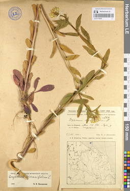 LE 01112835