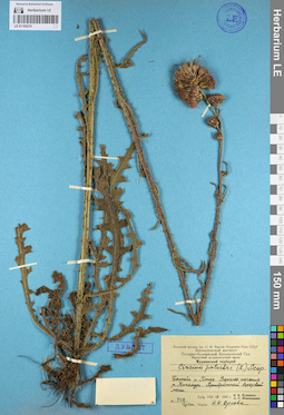 LE 01105276