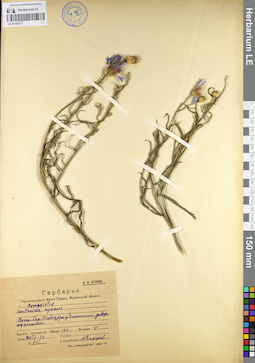 LE 01105317
