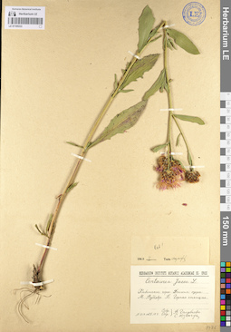 LE 01105333