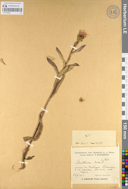 LE 01105335