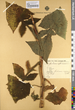 LE 01105482