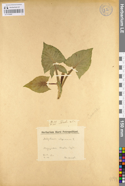 LE 01105485