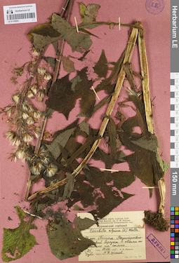 LE 01105501