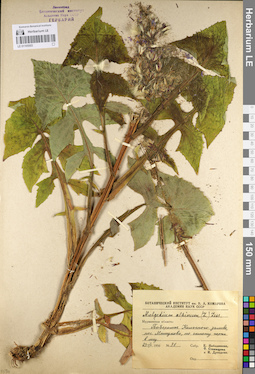 LE 01105503