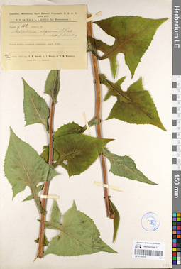 LE 01105516