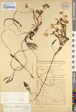 LE 01111526