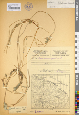 LE 01111528