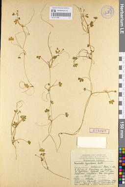 LE 01111636