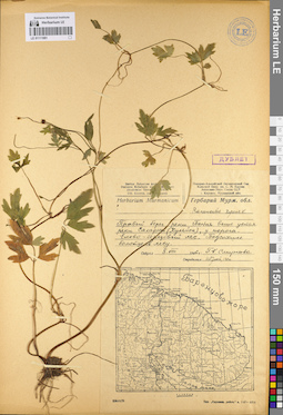 LE 01111881