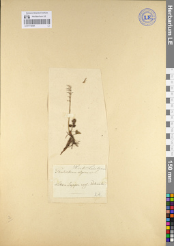 LE 01112026