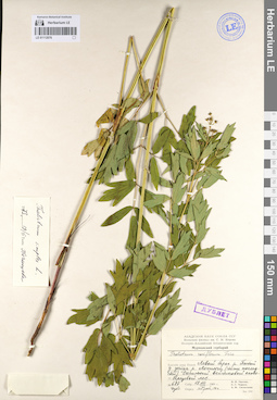 LE 01112076