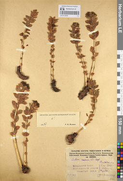 LE 01113018