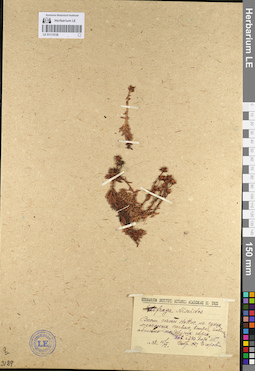 LE 01113138