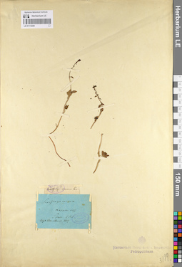 LE 01113240