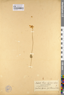 LE 01113735