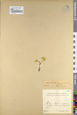 LE 01126931