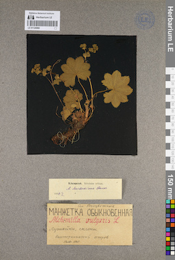 LE 01126968
