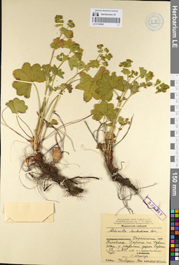LE 01126999
