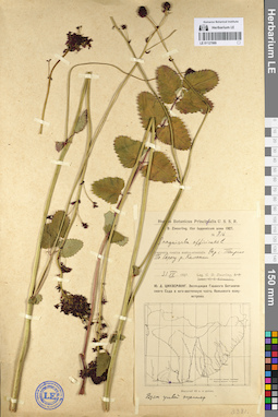 LE 01127069