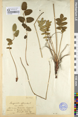 LE 01127083