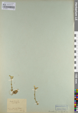 LE 01105734