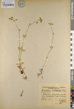 LE 01105786