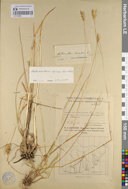 LE 01128085