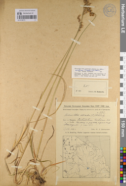 LE 01128173