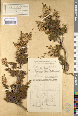 LE 01098545