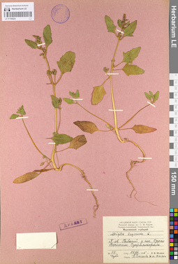 LE 01105524