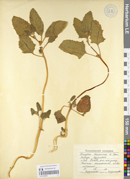 LE 01105538