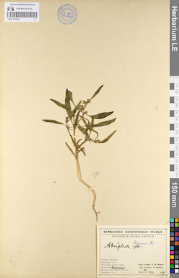LE 01105543