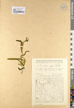 LE 01127681