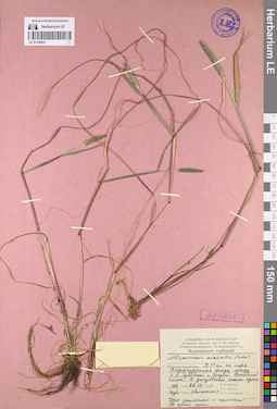LE 01128431